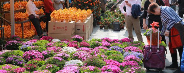 什么花放门口旺家