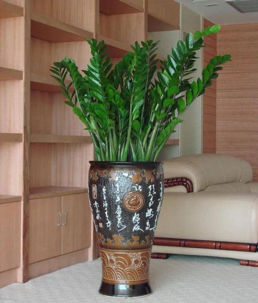 完全不需要阳光的花