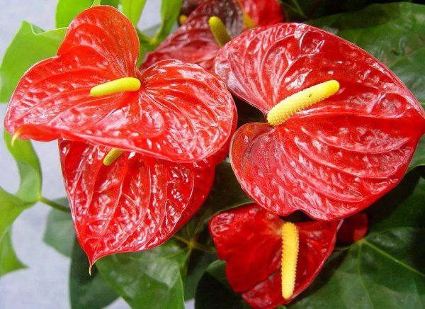 完全不需要阳光的花