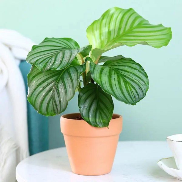 完全不需要阳光的花