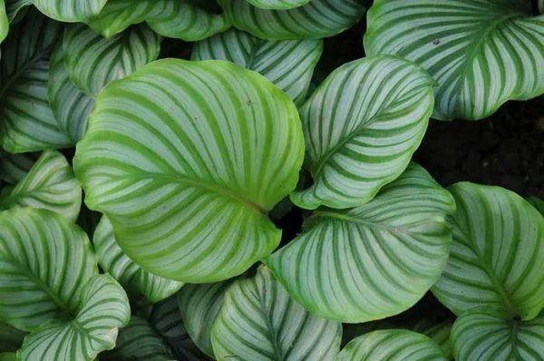 完全不需要阳光的花