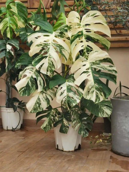 完全不需要阳光的花