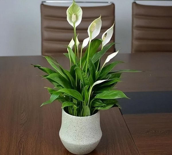 完全不需要阳光的花