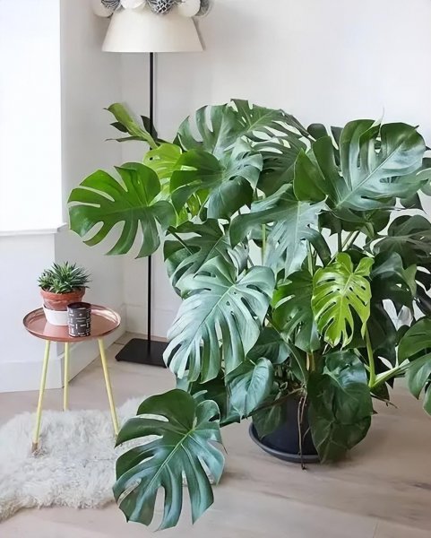 完全不需要阳光的花