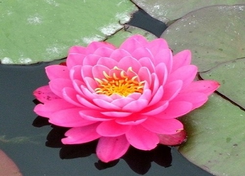 睡莲为什么只长叶子不开花