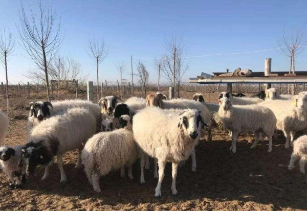 羊吃土是怎么回事