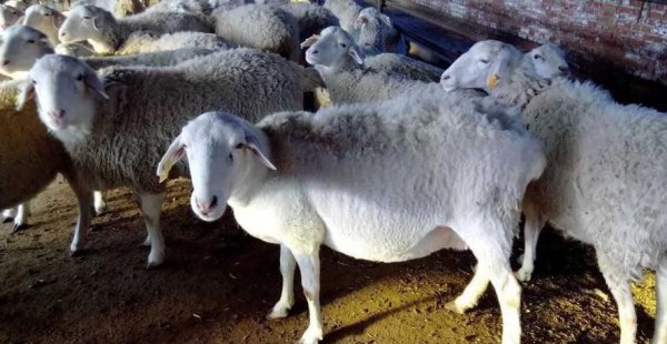 羊吃土是怎么回事