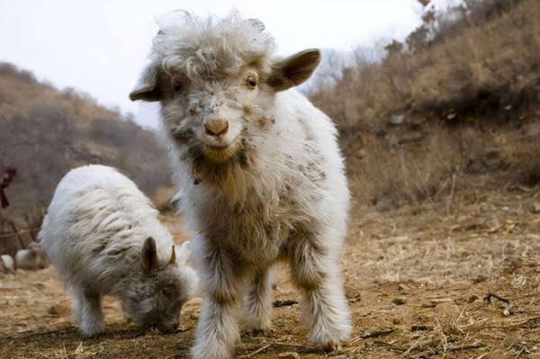 羊吃土是怎么回事