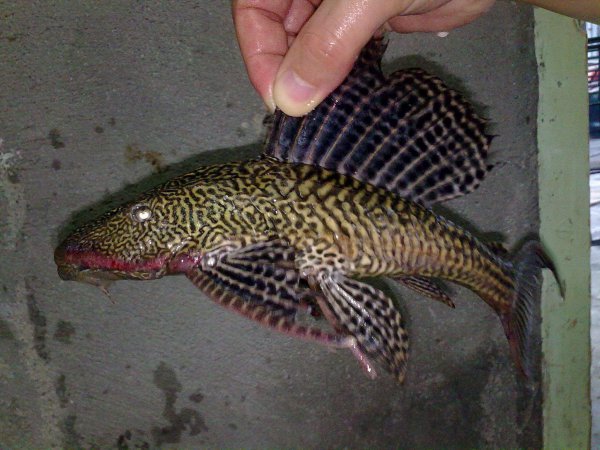 清道夫是什么鱼品种