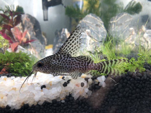 清道夫是什么鱼品种