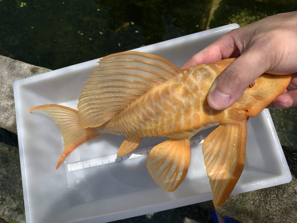 清道夫是什么鱼品种