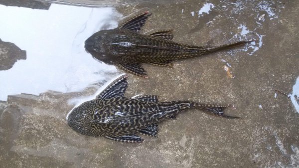 清道夫是什么鱼品种