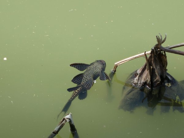 清道夫是什么鱼品种