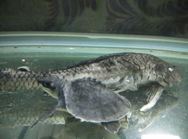 清道夫是什么鱼品种