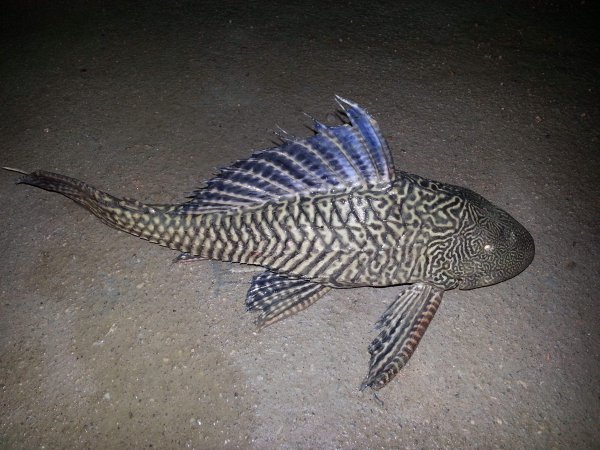 清道夫是什么鱼品种