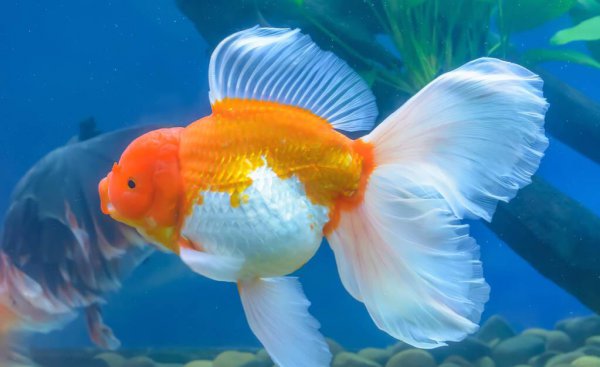 什么金鱼最好养适合新手