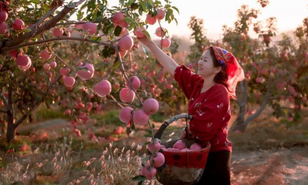 最近好看的农村电视剧推荐