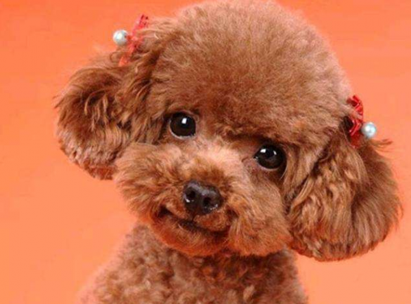 泰迪的寿命一般是多久时间