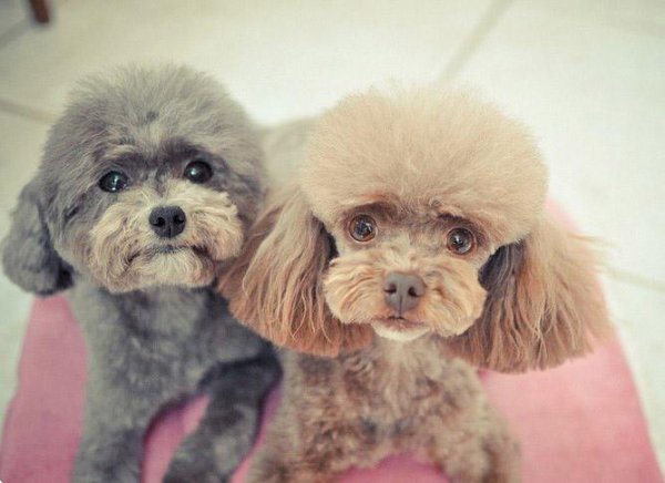 泰迪的寿命一般是多久时间