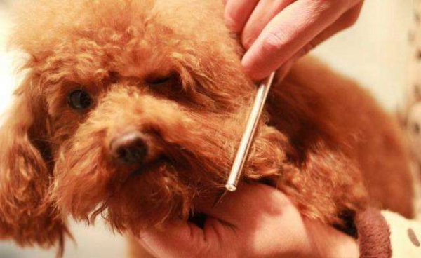 泰迪的寿命一般是多久时间