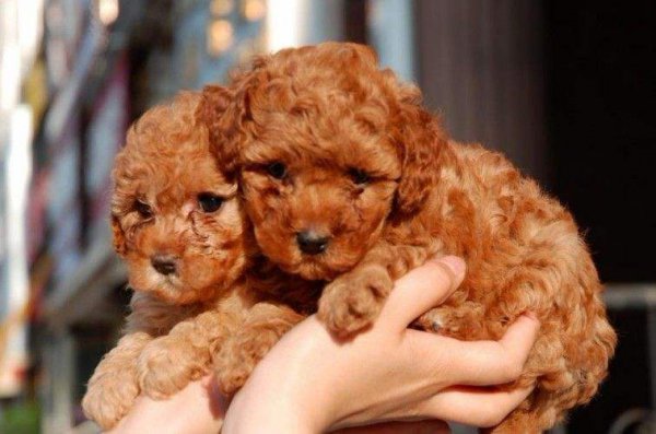 泰迪的寿命一般是多久时间