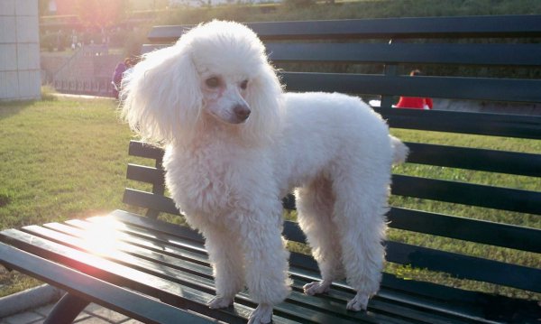 泰迪的寿命一般是多久时间