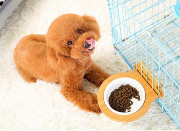 泰迪的寿命一般是多久时间