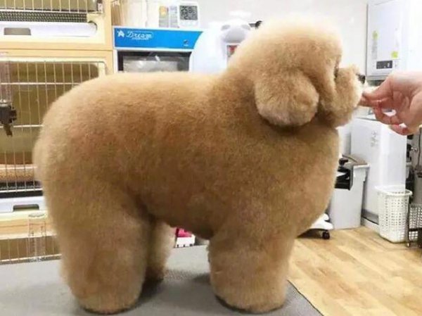 泰迪的寿命一般是多久时间