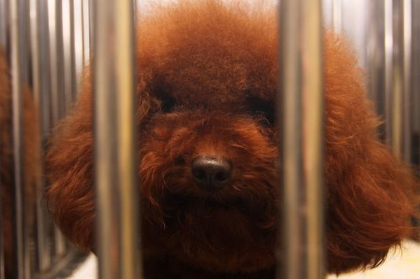 泰迪的寿命一般是多久时间