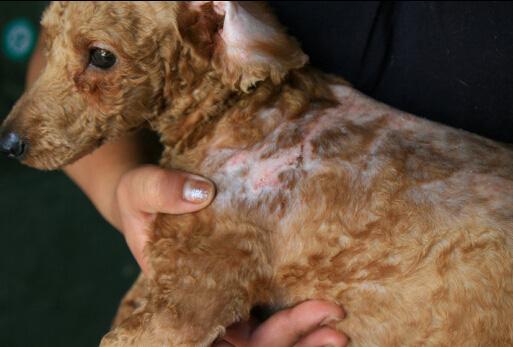 泰迪的寿命一般是多久时间