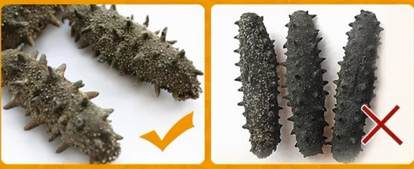 如何鉴别海参的好坏