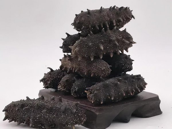 如何鉴别海参的好坏