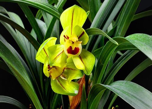 兰花喷杀菌药后如何保持长势