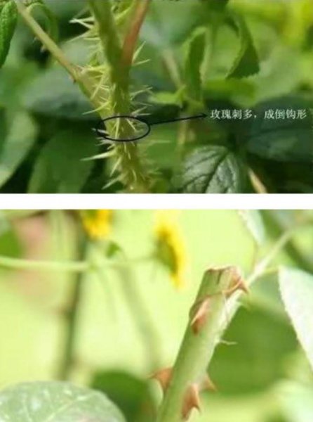 月季和玫瑰的区别在哪里