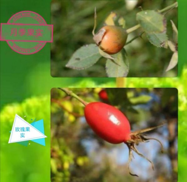 月季和玫瑰的区别在哪里