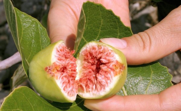 无花果啥时候成熟上市