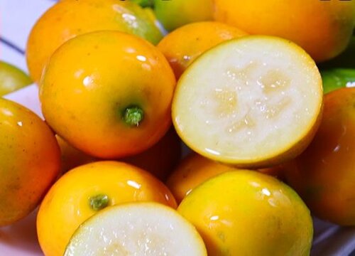 金桔什么品种最好吃