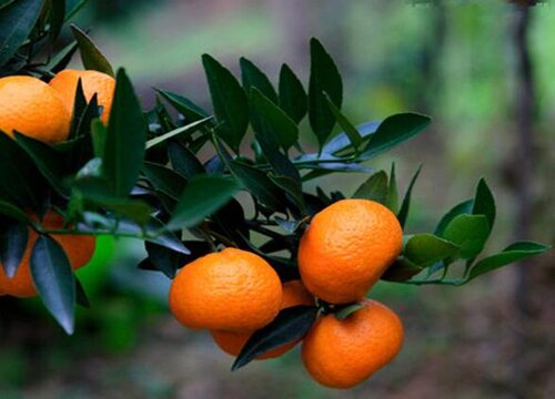 金桔什么品种最好吃