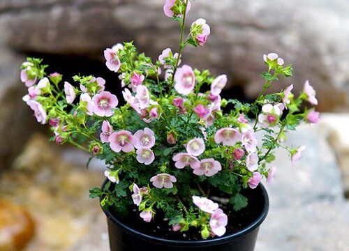 木槿花黄叶是怎么回事