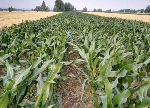 玉米出苗后生长缓慢怎么办