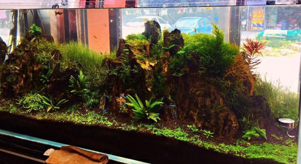 鱼缸水发黄但是很清澈什么原因