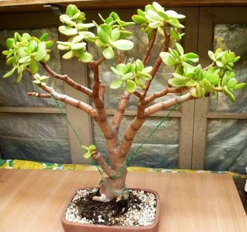 玉树的寓意是什么意思