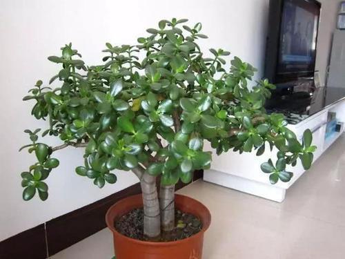 玉树的寓意是什么意思