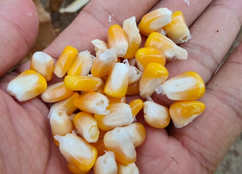 良玉df31玉米种子简介