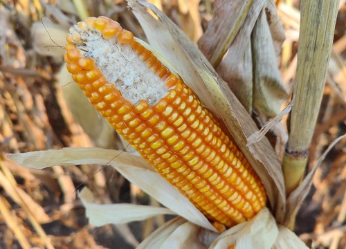 良玉df31玉米种子简介