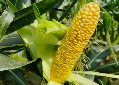 良玉df31玉米种子简介