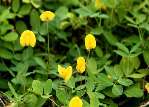 花生什么时候开花