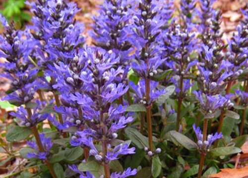 筋骨草耐寒多少度