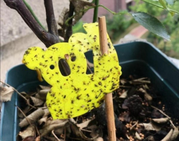 花盆土里生虫子用什么方法解决