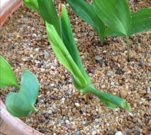 花盆土里生虫子用什么方法解决